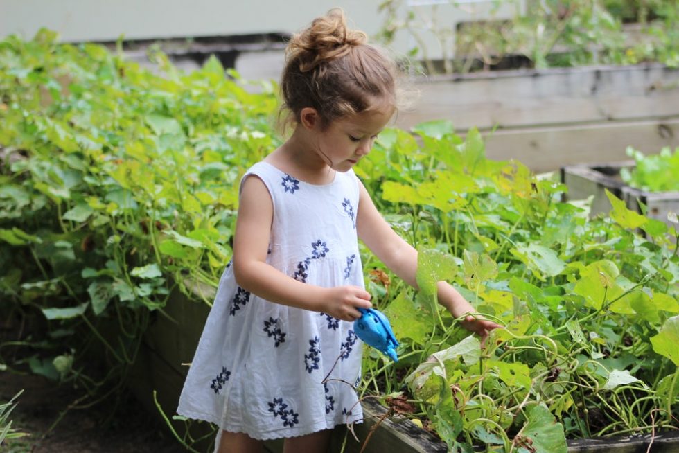 A young girl watering leafy plants in a raised garden bed with a small watering can
